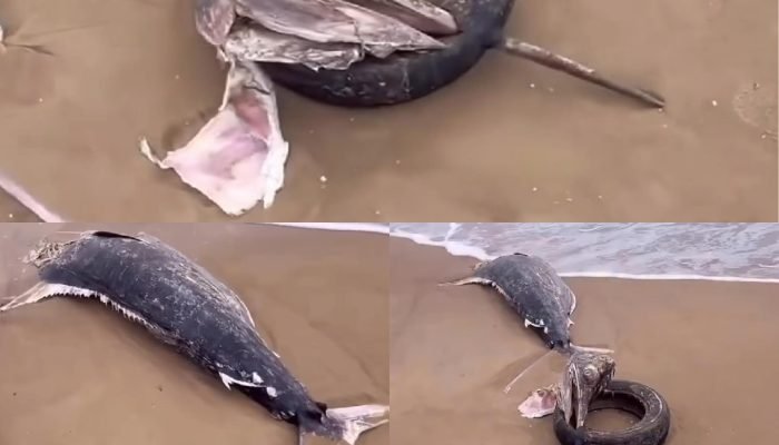 583330706_1400882911653433_614764346978990977_n