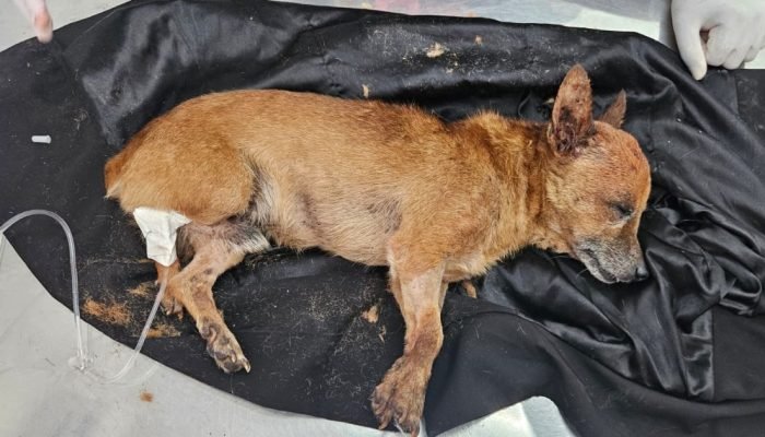 cachorro-abandonado-dentro-de-um-saco-e-resgatado-com-ferimento-no-cranio-em-sc-1