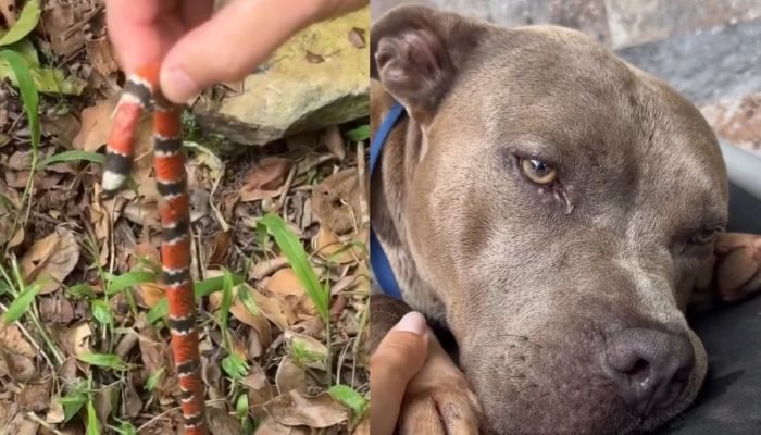 cao-de-influenciadora-morre-apos-ser-picado-por-cobra-coral-1