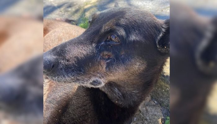 cao-orelha-praia-brava-1