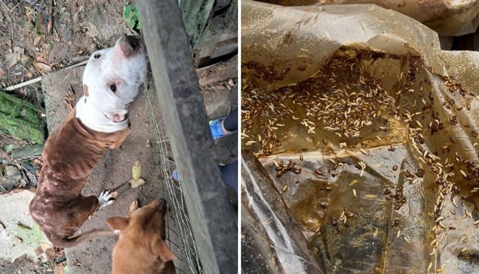 cenario-de-horror-em-blumenau-mae-e-filho-presos-por-maus-tratos-a-animais-5 cenario-de-horror-em-blumenau-mae-e-filho-presos-por-maus-tratos-a-animais-5