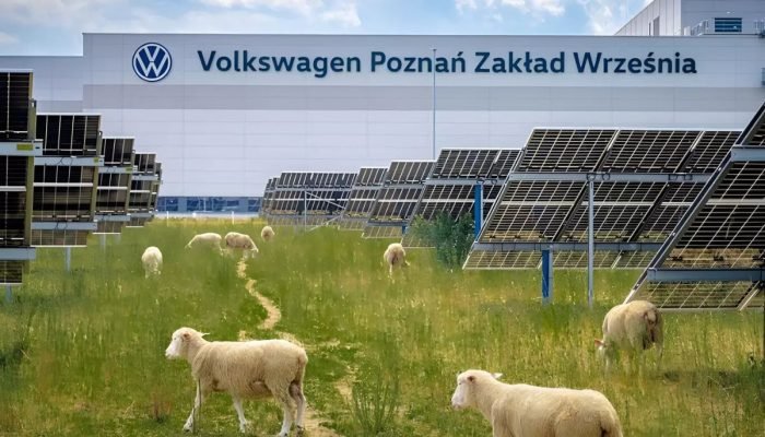 em-vez-de-robos-volkswagen-contrata-100-ovelhas-para-resolver-problema-em-31-mil-paineis-solares-que-humanos-nao-conseguem