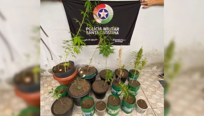idoso-preso-25-pes-de-maconha-sc