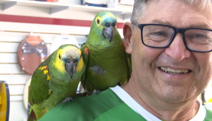 morador-de-sc-chama-atencao-ao-passear-com-papagaios-pelas-ruas-6