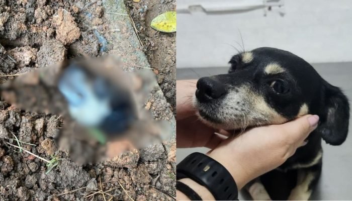 padrao-portal-nd-2026-02-24t114536119