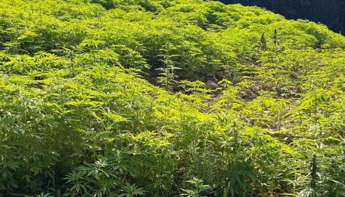 video-impressionante-mostra-floresta-de-maconha-descoberta-em-sc-2 video-impressionante-mostra-floresta-de-maconha-descoberta-em-sc-2